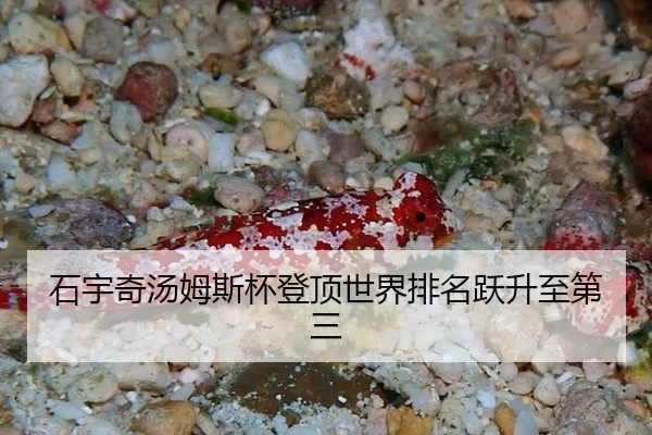 石宇奇汤姆斯杯登顶世界排名跃升至第三